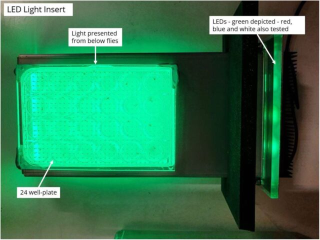 Green led stimulus